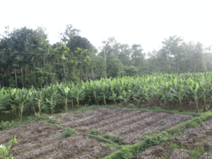 Banana Plantation.png