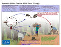 Kyasanur-virus-ecology.jpg